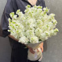 19 белых маттиол фото 2